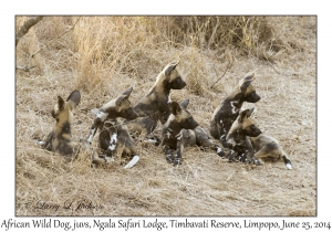 African Wild Dog, juveniles