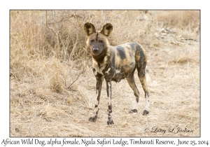 African Wild Dog