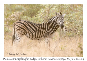 Plains Zebra