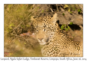 Leopard, female