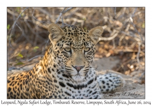 Leopard, female