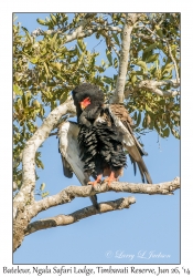 Bateleur