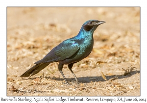 Burchell's Starling