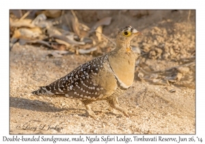 Double-banded Sandgrouse, male
