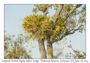 Leopard Orchid