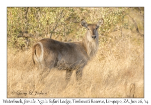 Waterbuck, female