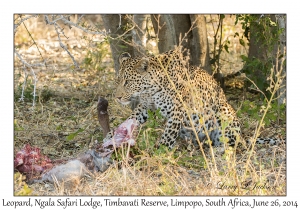 Leopard, female