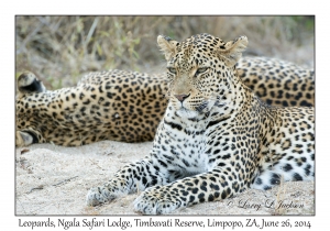 Leopard, female
