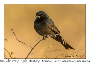 Fork-tailed Drongo