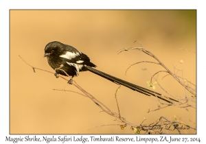 Magpie Shrike