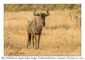 Blue Wildebeest