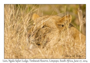 Lion, female