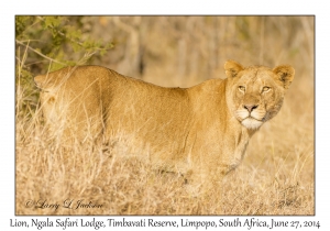 Lion, female