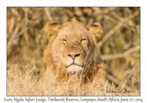 Lion, young male