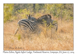 Plains Zebra