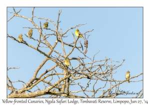 Yellow-fronted Canaries