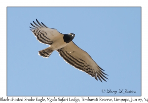 Black-chested Snake Eagle