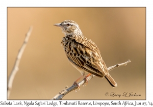 Sabota Lark