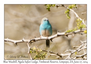 Blue Waxbill, male