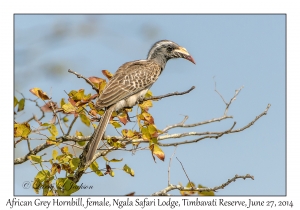 African Grey Hornbill, female