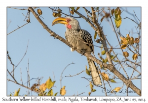 Southern Yellow-billed Hornbill, male