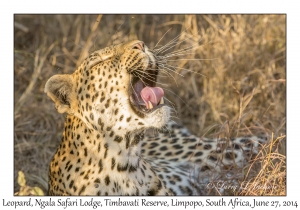 Leopard, female