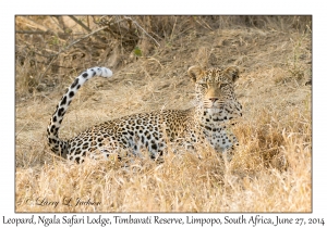 Leopard, female