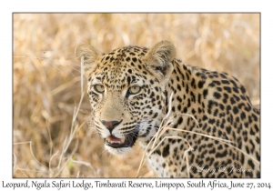 Leopard, female