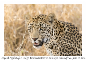 Leopard, female