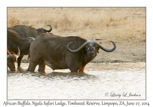 African Buffalo