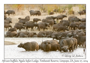 African Buffalo