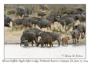 African Buffalo