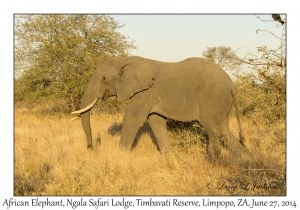 African Elephant