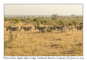 Plains Zebra