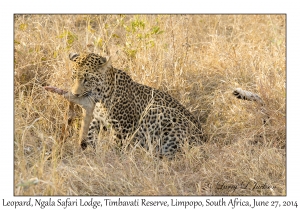 Leopard, female