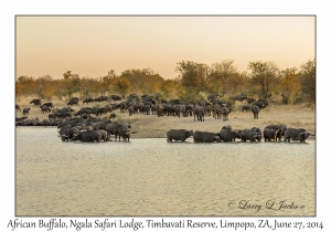 African Buffalo