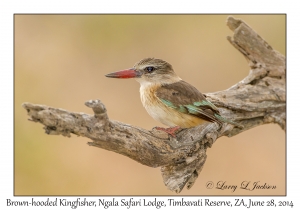 Brown-hooded Kingfisher