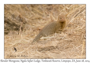 Slender Mongoose