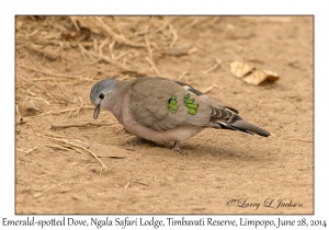 Emerald-spotted Dove