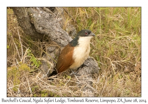 Burchell's Coucal