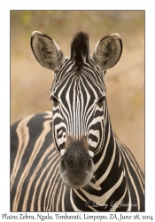 Plains Zebra