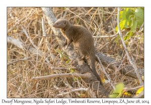 Dwarf Mongoose