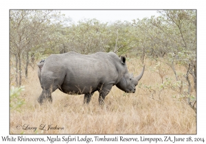 White Rhinoceros