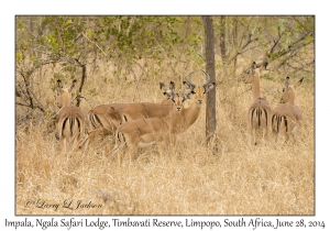 Impala