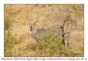 Waterbuck, male