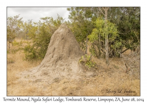 Termite Mound