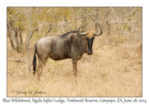 Blue Wildebeest, male