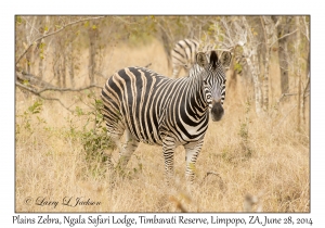 Plains Zebra