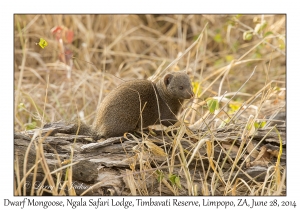 Dwarf Mongoose