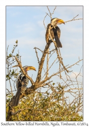 Southern Yellow-billed Hornbills